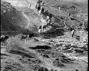 Industrialisation: Herds of Cows Suffering And Dying Because of
