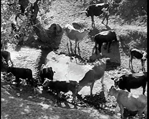 Industrialisation: Herds of Cows Suffering And Dying Because of