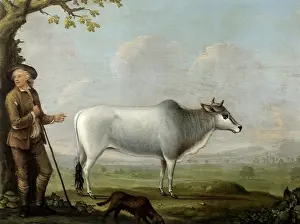 Sniffing: Herdsman and Brahma Cow
