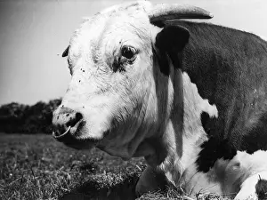 Mottle: HEREFORD BULL