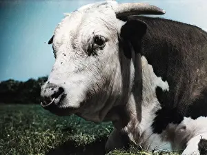 Mottle: HEREFORD BULL