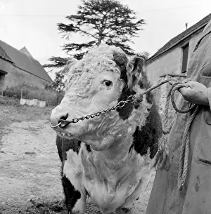 Winson: Hereford Bull
