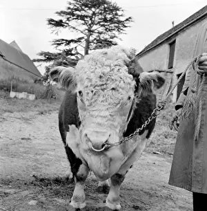 Winson: Hereford Bull