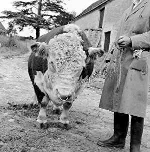 Winson: Hereford Bull