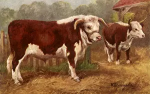 Drummond: Hereford Bull and Cow