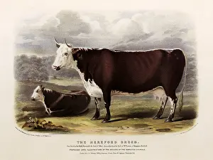 Hereford: Hereford Cattle