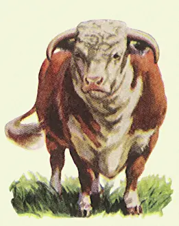 Hereford: Hereford Cow