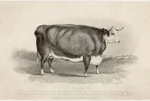 Excessive: HEREFORD OX
