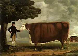 Greyhounds: Hereford Ox and Owner