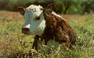 Herefords: Herefords on the LBJ Ranch