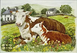 Buttercups: Herefordshire cow and calf