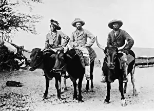 Hereros: Hereros ride oxen, 1904