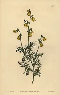 Tenuifolia: Hermannia confusa