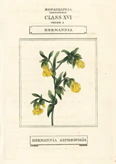 Duppa: Hermannia, Hermannia althaeifolia