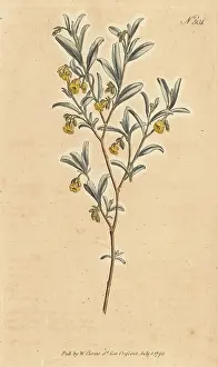 Eltham: Hermannia lavandulifolia