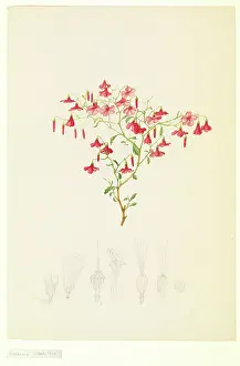 1796: Hermannia sp