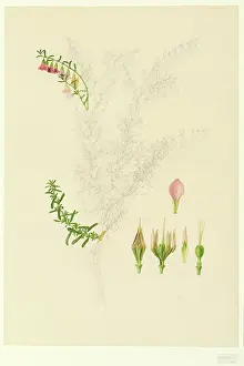 1796: Hermannia sp