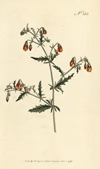 Kings Road: Hermannia species
