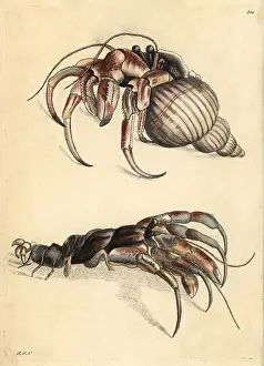 Pagurus: Hermit crab, Pagurus bernhardus, shown in shell and naked