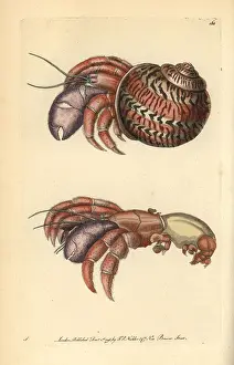 Diogenes: Hermit crab, Petrochirus diogenes