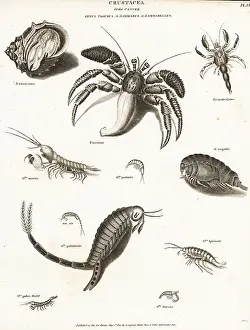 Universal Dictionary: Hermit crabs, mantis shrimp and amphipods