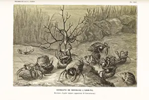 Le Monde De La Mer: Hermit crabs, Pagurus bernhardus, fighting over shells