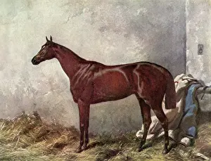 Glossy: Hermit (Racehorse) 1867