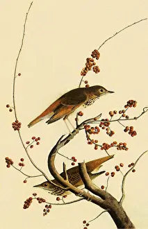Hermit: Hermit Thrush, Hylocichla guttata