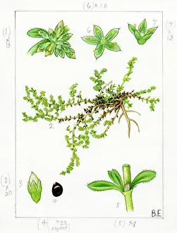 Everard: Hernaria glabra - smooth rupturewort