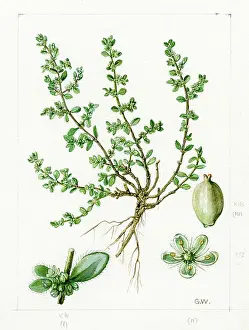 Gwen: Herniaria ciliata - rupturewort