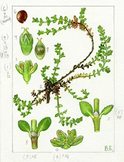 Everard: Herniaria ciliata - rupturewort