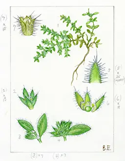 Everard: Herniaria hirsuta - hairy rupturewort