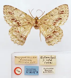 Forrest: Herochroma mansfieldi, moth