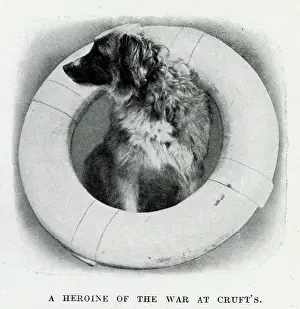 Lifesaving: A heroine of the war, Lassie of HMS Formidable, WW1