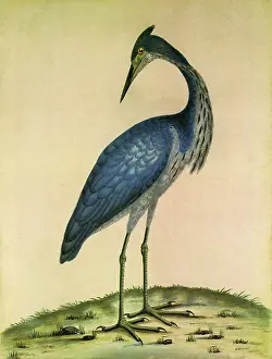 Storks: A Heron
