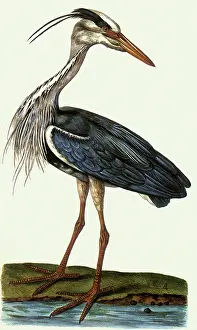 Storks: Heron