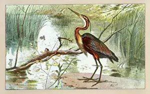 Herons: A heron