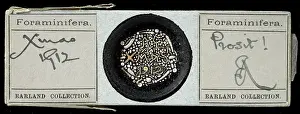 Collage: Heron- Allen microscope slides of foraminifera