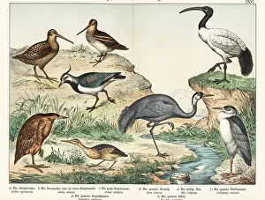 Naturgeschichte Des Tierreichs: Heron, bitterns, ibis, snipe, etc