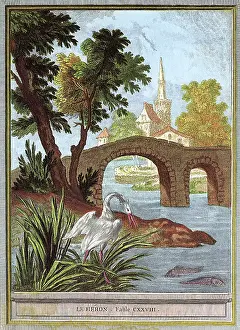 Oudry: Heron Eyes Fish