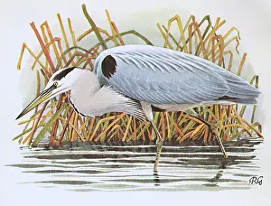 Hunts: Heron