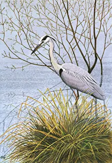 Hunts: Heron