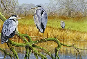 Benger: Herons