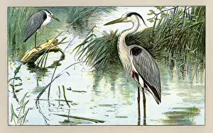 Herons: Two herons