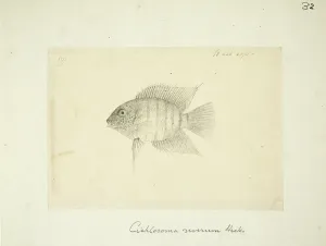 Heros: Heros severus (Cichlasoma severum)
