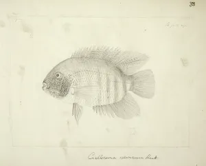 Heros: Heros severus (Cichlasoma severum)