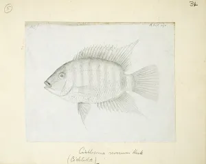 Heros: Heros severus (Cichlasoma severum)