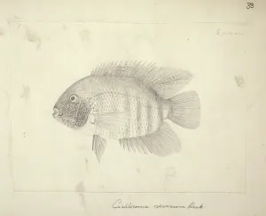 Heros: Heros severus, Severum (Cichlosoma severum)