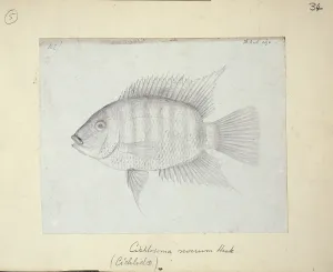 Heros: Heros severus, Severum (Cichlosoma severum)