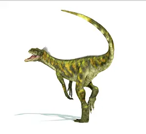 Ladinian: Herrerasaurus dinosaur on white background